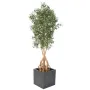 OLIVIER artificiel racines aériennes 175 cm en pot