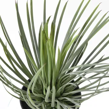 YUCCA artificiel rostrata 40 cm vu de dessus