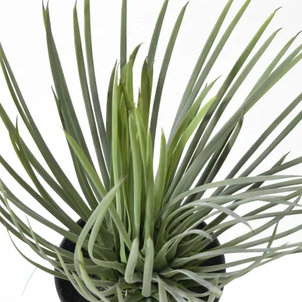 YUCCA artificiel rostrata 40 cm vu de dessus