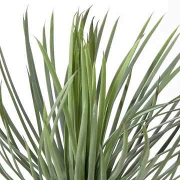 YUCCA artificiel rostrata 40 cm - détail