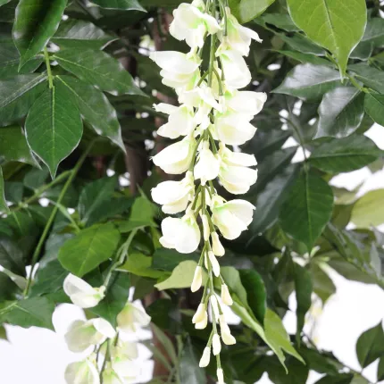 GLYCINE artificielle LIANES  new de 110 à 180 cm crème - fleurs