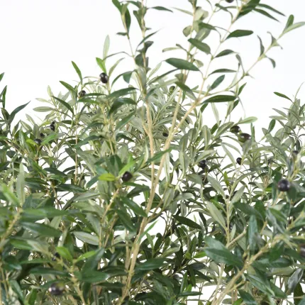 OLIVIER artificiel NEW géant 210 cm - feuilles