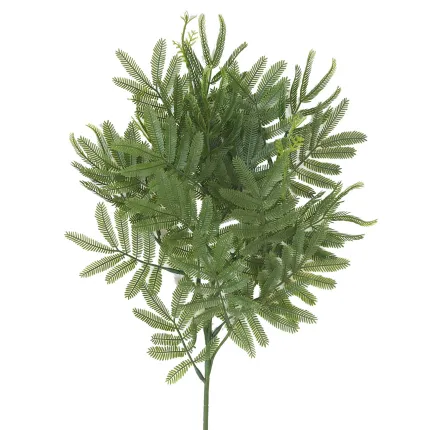 branche mimosa serré