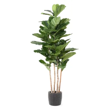 LYRATA artificiel 210 cm multitroncs (figuier artificiel) en pot