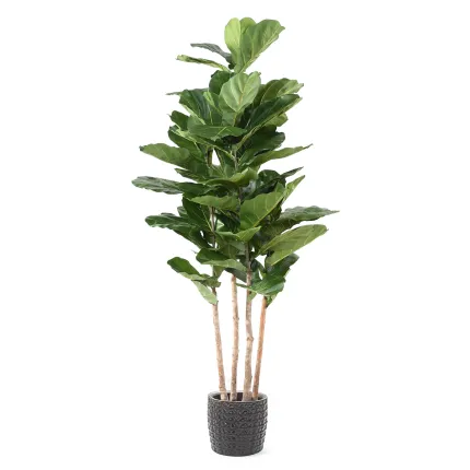 LYRATA artificiel 210 cm multitroncs (figuier artificiel) en pot