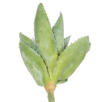ALOE artificiel 30 cm par dessous