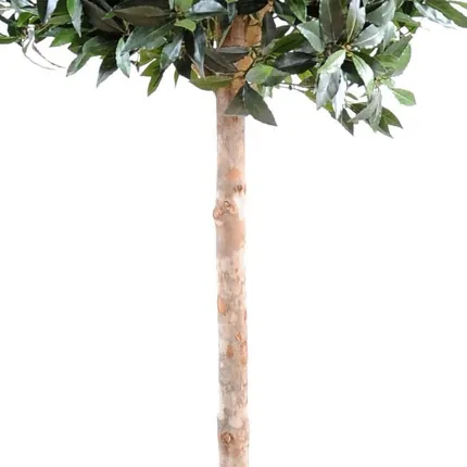 LAURIER artificiel Boule Luxe diam 90 cm ht 180 cm - feuilles et tronc