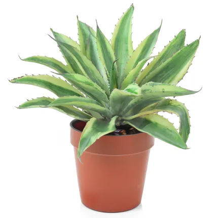 ALOE artificiel 27 cm - en pot