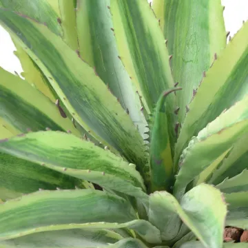 ALOE artificiel 27 cm - détails