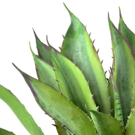 ALOE artificiel 27 cm - pointes et couleurs