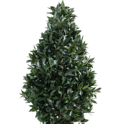 LAURIER artificiel TOPIAIRE LARGE  160 cm - feuillage
