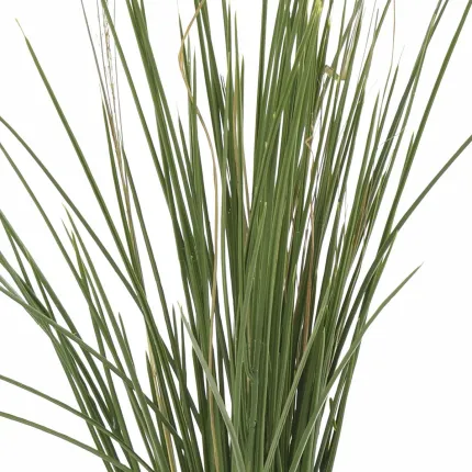 GRAMINEE honey artificielle Hteur 60 cm