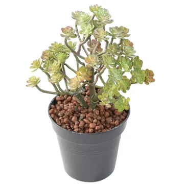 ECHEVERIA setosa artificiel 20 cm - en pot