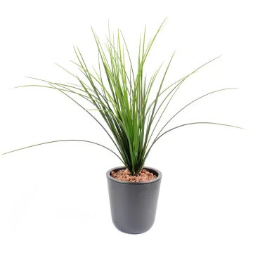 onion grass  plast 55 cm