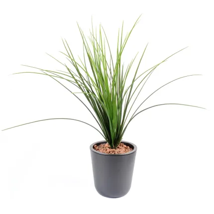 onion grass  plast 55 cm