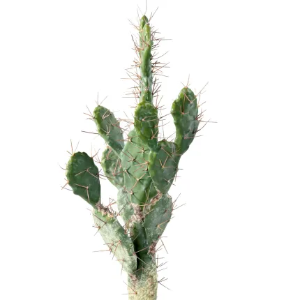 CACTUS artificiel 75 cm - raquettes