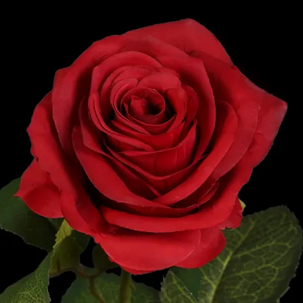 ROSE artificielle ouverte 53 cm -  rouge fleur