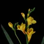 FREESIA artificiel 57 cm - détails