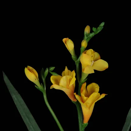 FREESIA artificiel 57 cm - détails