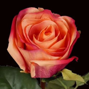 ROSE ouverte artificielle  52 cm - fleur