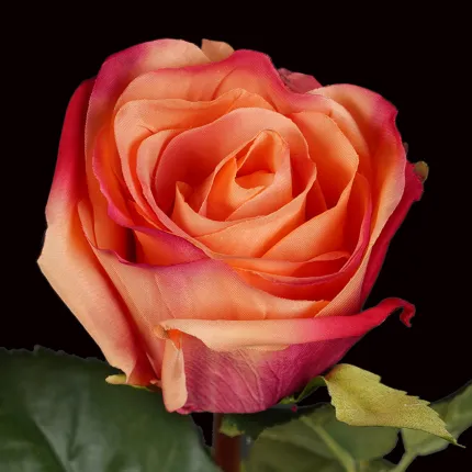 ROSE ouverte artificielle  52 cm - fleur