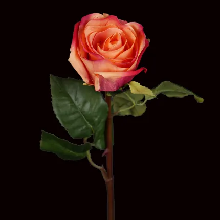 ROSE DIANE artificielle  52 cm - fond noir