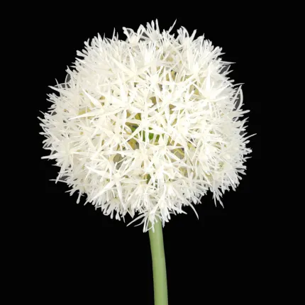 ALLIUM artificiel 67 cm blanc - tête