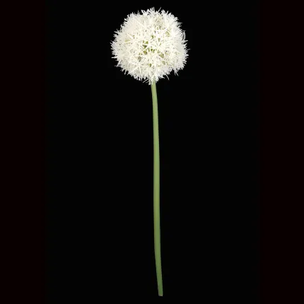 ALLIUM artificiel 67 cm blanc