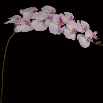 ORCHIDEE artificielle 120 cm retombante - fond noir