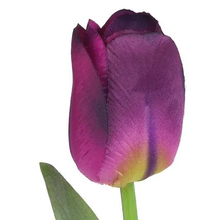 TULIPE artificielle 55 cm violet - fleur