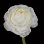 RENONCULE artificielle  46 cm crème - fleur