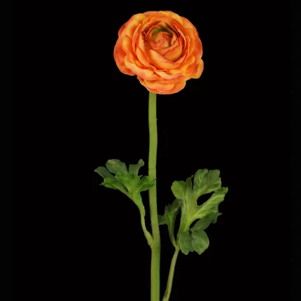 RENONCULE artificielle  46 cm orange