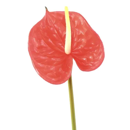 ANTHURIUM artificiel 58 cm