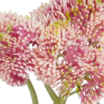 SEDUM artificiel 55 cm rose - détail