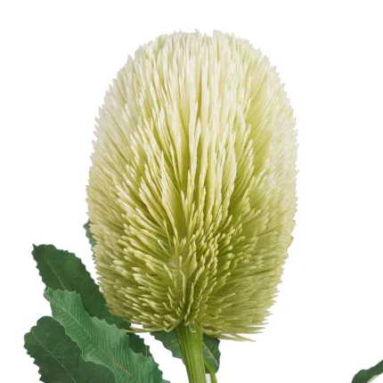 PROTEA artificiel 65 cm - fleur