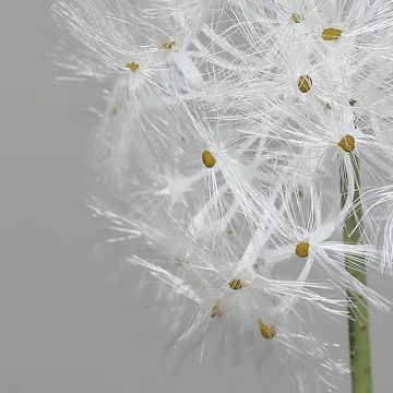 DANDELION ARTIFICIEL 73cm - détail du capitule