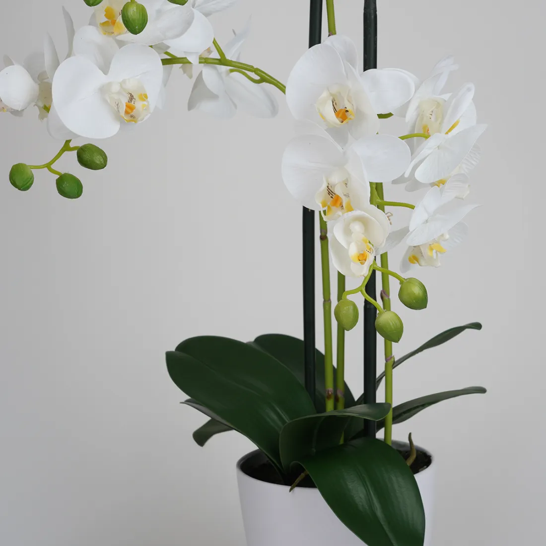 Orchidée affiches et impressions par Jelena Maric - Printler, image size:1100x1100