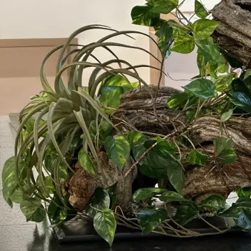 TILLANDSIA artificiel 26 cm