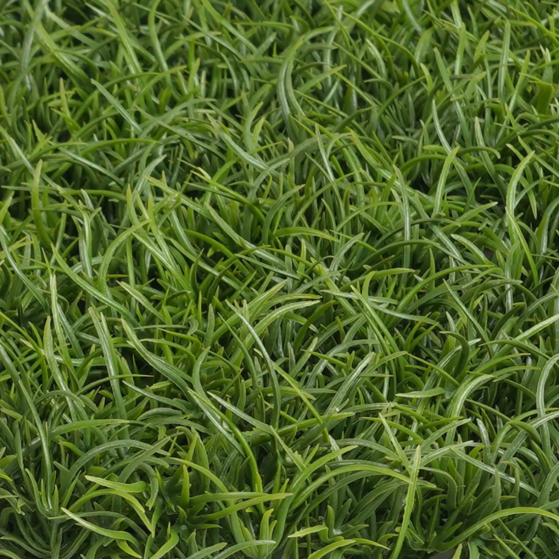 Herbe＆Chick GAZON Distortion HCDS-1 Herbe＆Chick GAZON Distortion HCDS-1 Herbe&Chick GAZON -Distortion