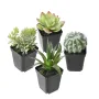 Succulente artificielle EN POT 16 cm - 4 modèles