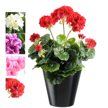 piquet Géranium 40 cm - 4 couleurs