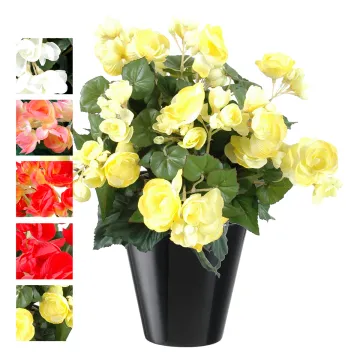 BEGONIA Hteur 40 cm - 5 couleurs