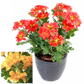 Anthémis mini 33 cm - 2 couleurs