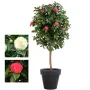 CAMELIA artificiel VIGNE 170 cm - 2 couleurs