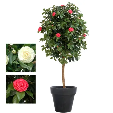 CAMELIA artificiel VIGNE 170 cm - 2 couleurs