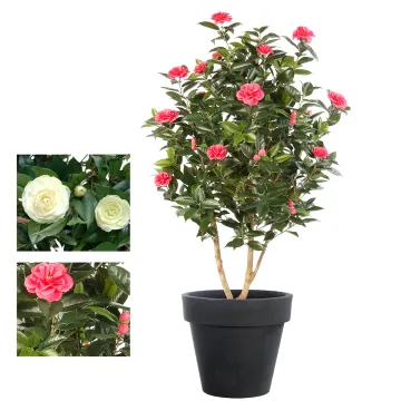 CAMELIA artificiel JAPONICA large 150 cm - 2 couleurs