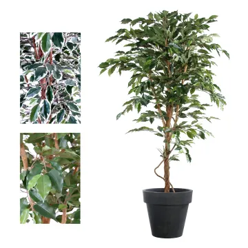 FICUS artificiel TRONC SIMPLE Grandes Feuilles  vert ou vert/crème 120 à 270 cm - 2 couleurs