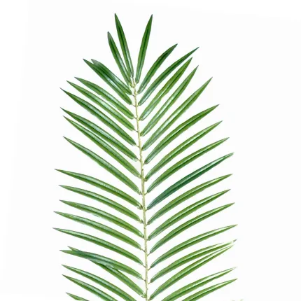 feuille PALMIER PHOENIX 130 cm - détails