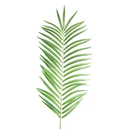 feuille PALMIER PHOENIX 70 cm
