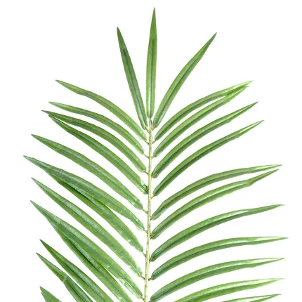 feuille PALMIER PHOENIX 70 cm - détails